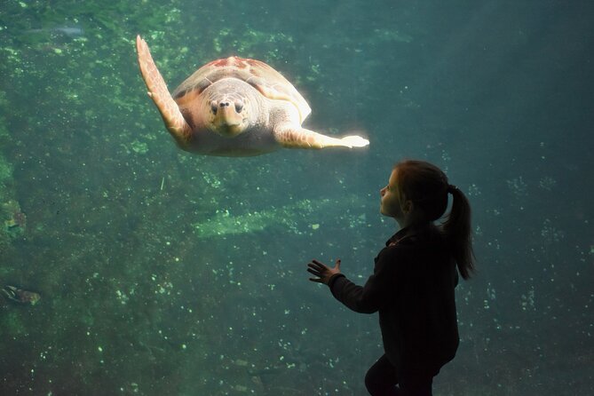 Entrance Ticket Nausicaa, the Biggest Aquarium in Europe - Ticket Information and Booking