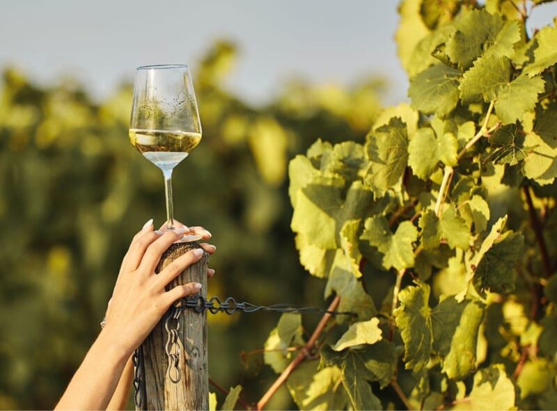 Ercolano Vineyards, View Cellar Wine Tasting and Brunch - Itinerary Highlights