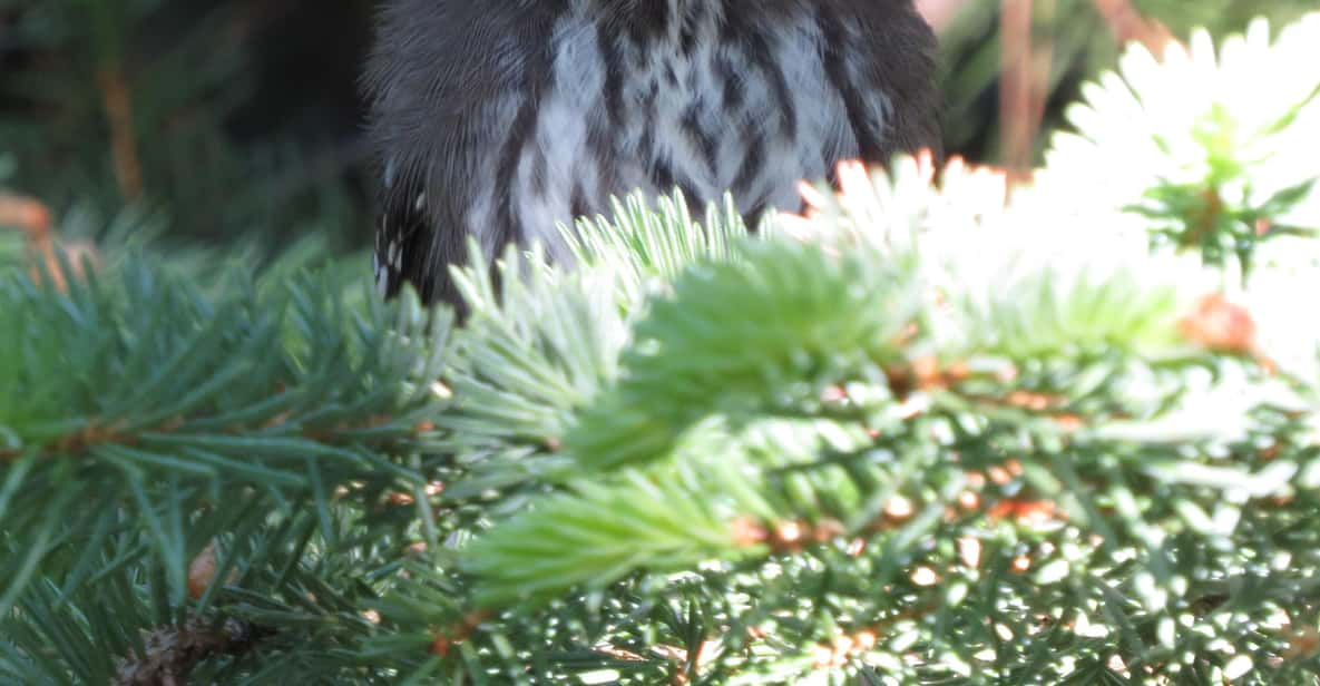 Estes Park: Birds of Colorado Speaker Series - Ticket Information