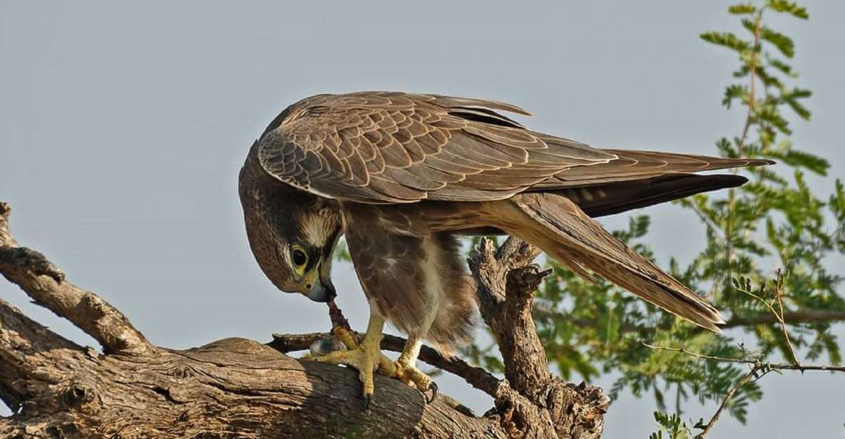 Explore The Desert National Park With Experience Guide - Tour Experience and Features