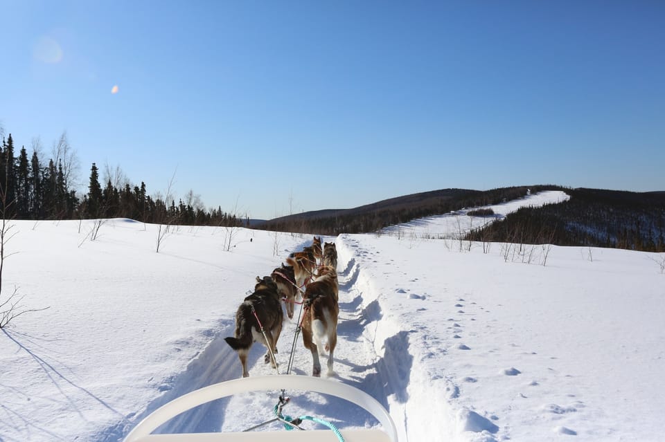 Fairbanks: 1-Hour Alaskan Winter Dog Sledding Adventure - Experience Highlights