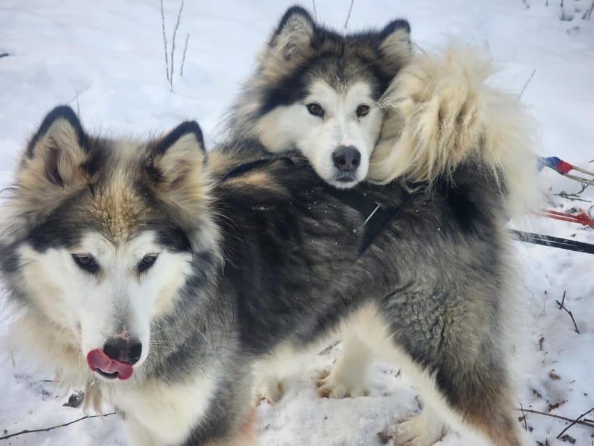 Fairbanks: Alaskan Summer Sled Dog Adventure - Key Points