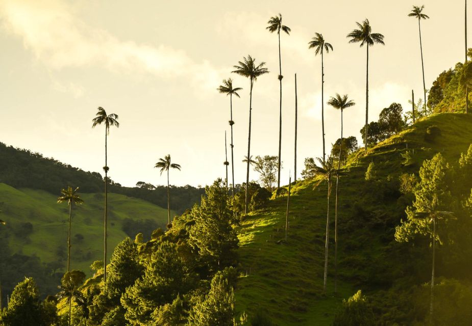 Filandia, Salento and Cocora Valley Private Tour - Cultural Exploration