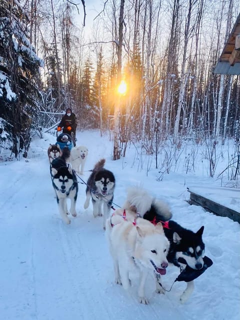 Firewalkers Alaskan Malamutes the State Dog of Alaska - Historical Significance in Alaska