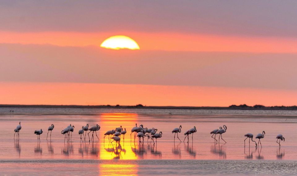 Flamingo-Birdwatching in the Ebro Delta at Sunset - Flamingo Watching Experience