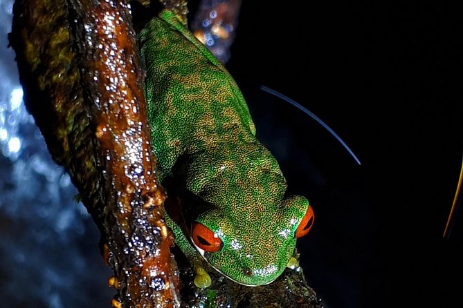 Forest Night Tour in Monteverde Refuge / Guide & Entrace Fee. - Meeting and End Points