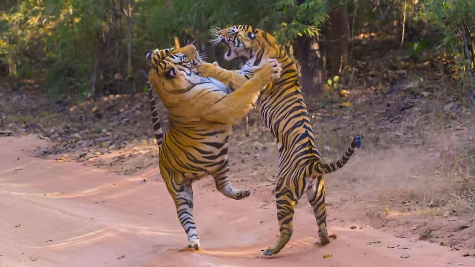 From Agra: 2 Days 1 Night Ranthambore Tiger Safari Tour - Transportation and Pickup