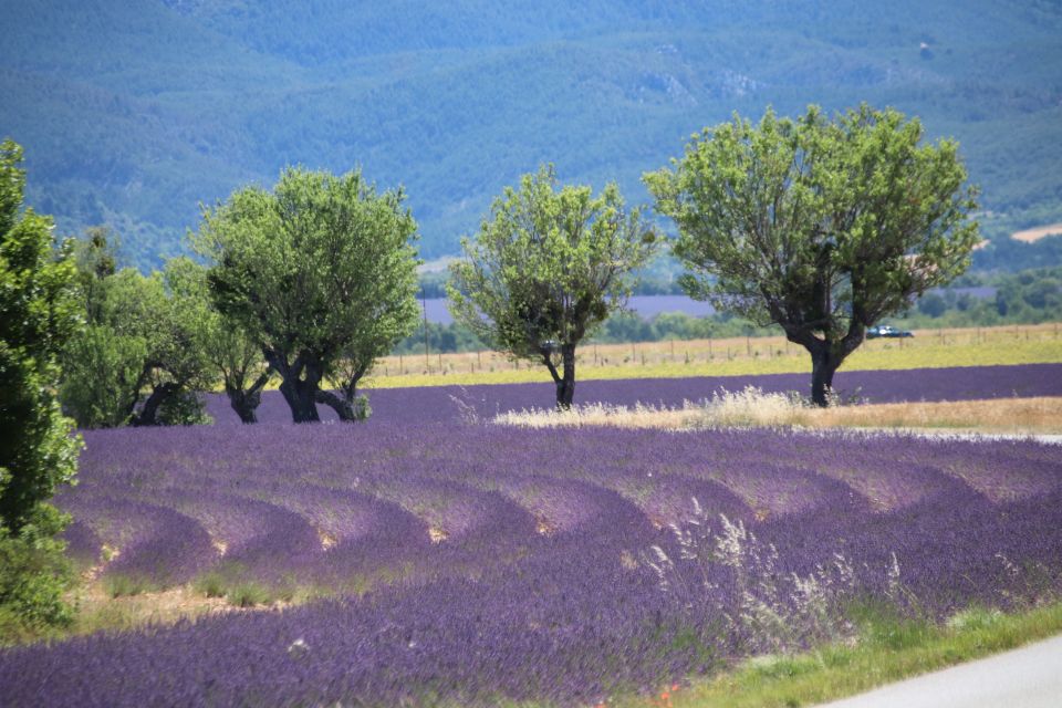 From Aix-En-Provence: Lavender Experience & Gorges Du Verdon - Pricing Details