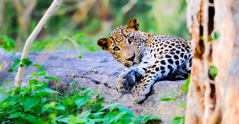 From Anuradhapura: Full-Day Wilpattu National Park Safari - Experience Details