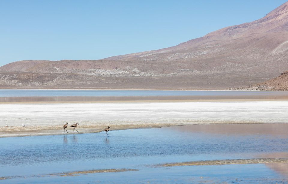 From Arequipa|| Full Day Salinas Lagoon Excursion - Itinerary and Activities