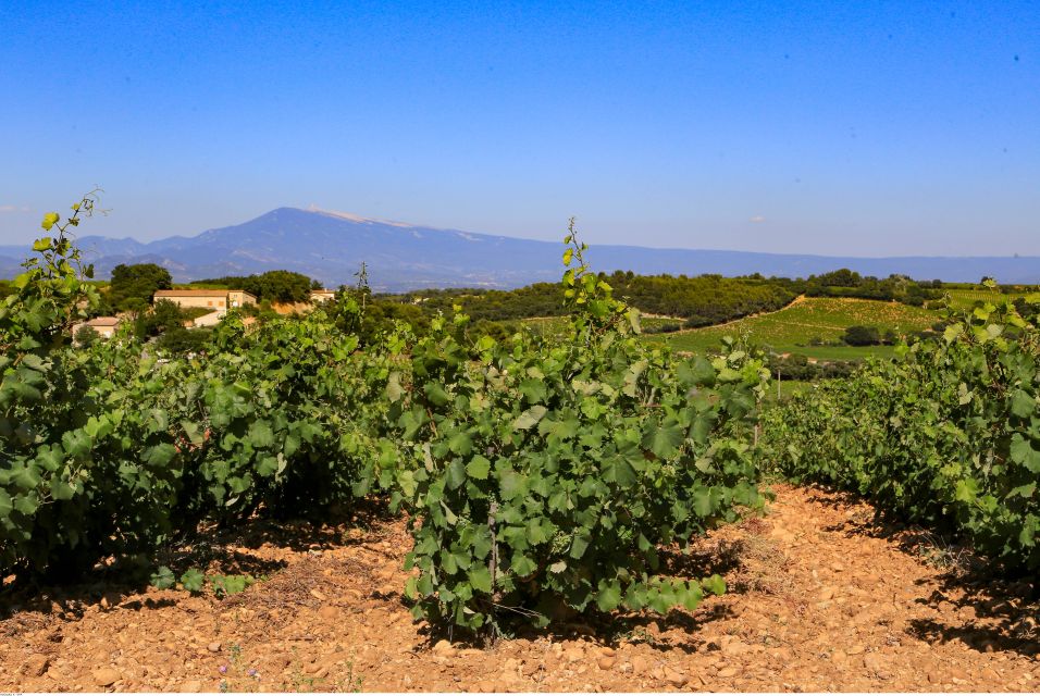 From Avignon: Half-Day Great Vineyards Tour - Vineyard Highlights