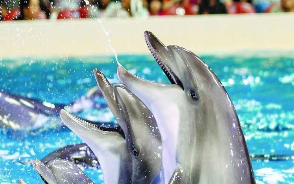 From Belek: Dolphin Show With Transfers - Pricing and Booking Details