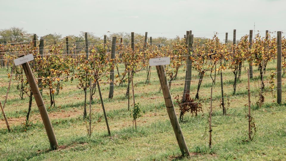 From Buenos Aires: Vineyard Tour With Wine Tasting and Lunch - Vineyard Location