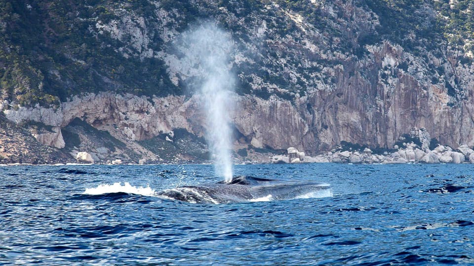 From Cala Gonone: Dolphin & Birdwatching in Orosei Gulf - Wildlife Encounters