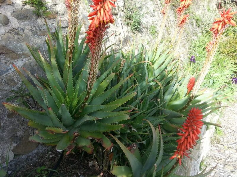 From Cannes: French Riviera 8-Hour Shore Excursion - Itinerary and Highlights