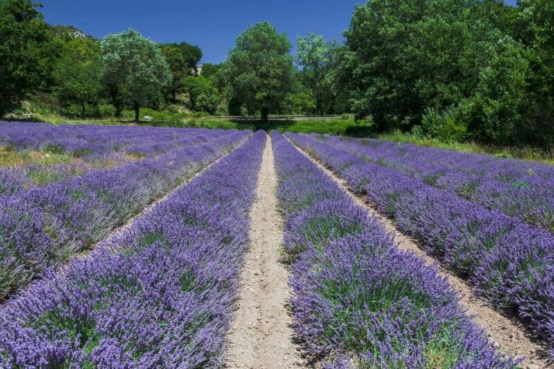 From Cannes: Gorges Du Verdon and Ste Croix Full-Day Tour - Itinerary Highlights