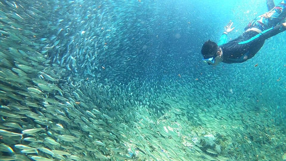 From Cebu City: Moalboal Pescador Snorkeling Tour + Lunch - Itinerary and Activities