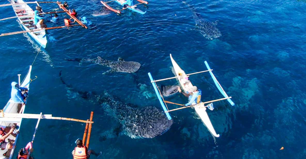 From Cebu City: Scuba Diving With Whale Sharks Trip in Oslob - Experience Highlights