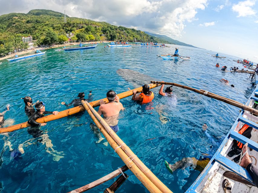 From Cebu: Oslob Whale Shark Snorkeling and Canyoning Tour - Itinerary Details