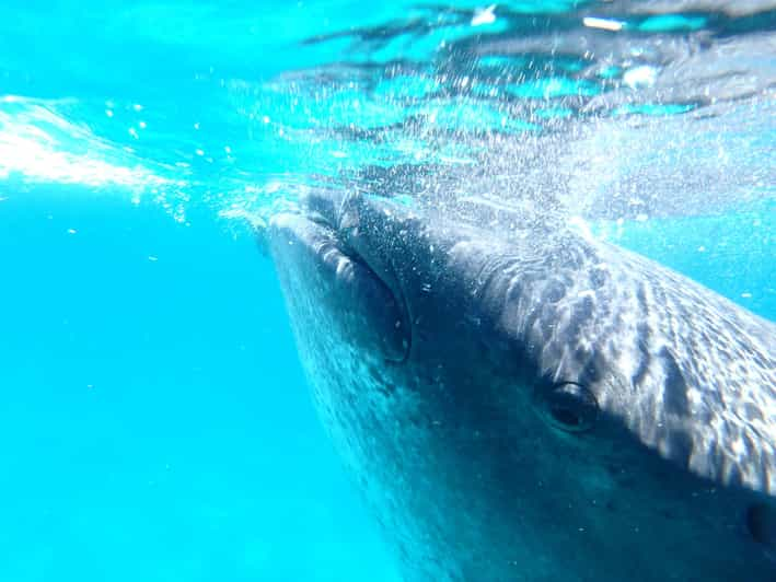 From Cebu: Oslob Whale Shark Snorkeling & Tumalog Waterfall - Itinerary and Activities