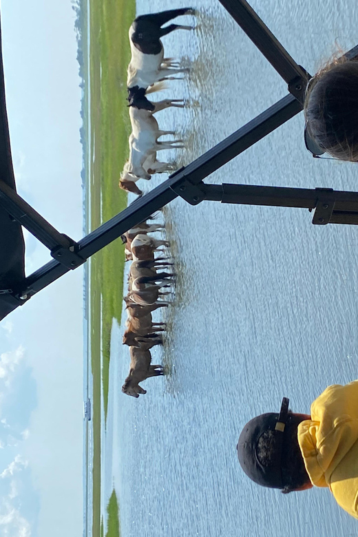 From Chincoteague: Pony and Wildlife Boat Tour - Wildlife and Scenic Highlights