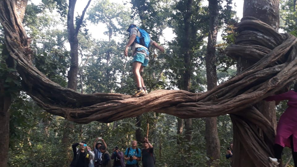 From Chitwan: Day Tour Jeep Safari+Canoeing+Jungle Walk - Itinerary Highlights