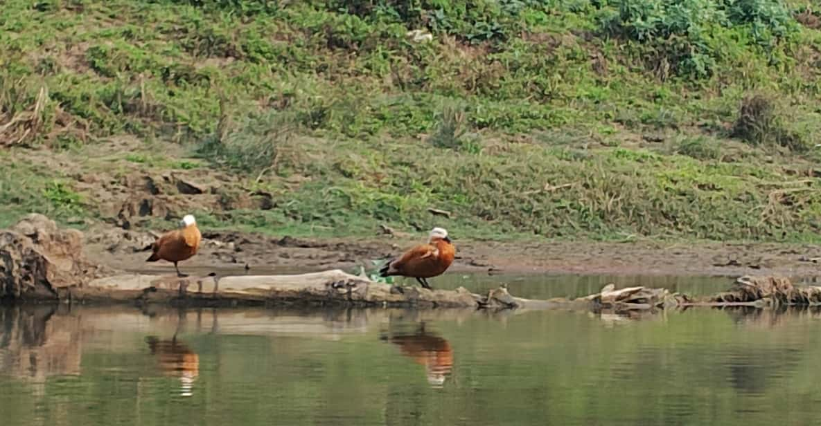 From Chitwan: Half Day Jeep Safari & Canoeing Day Tour - Wildlife Encounters