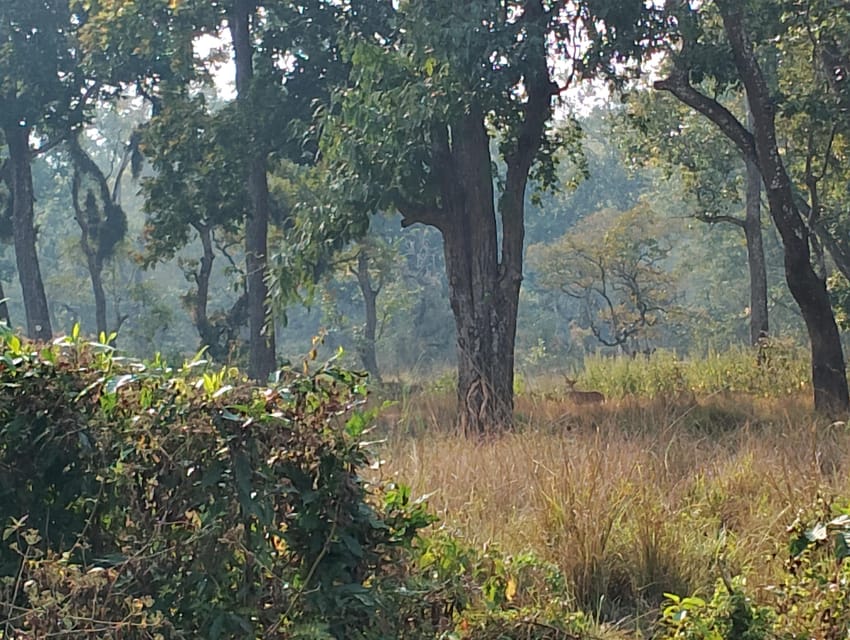 From Chitwan: Half Day Jeep Safari With Group - Wildlife Experience