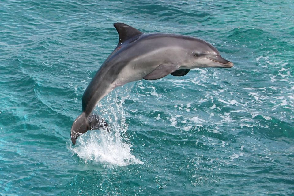 From City of Side: Dolphin Watching Boat Trip With Lunch - Wildlife and Scenic Highlights