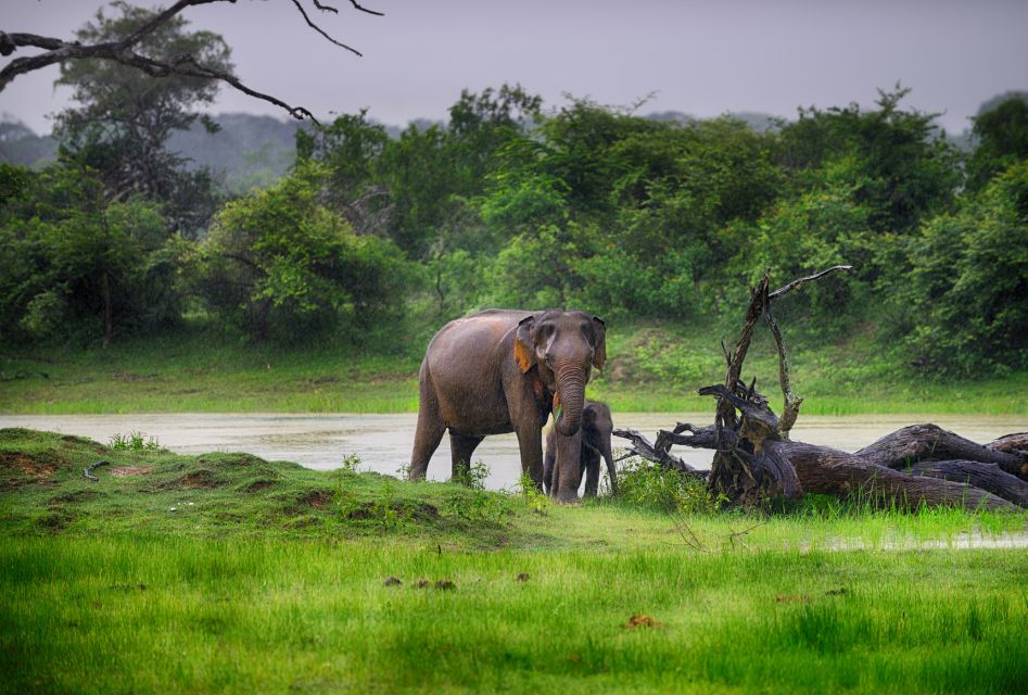 From Colombo: Udawalawa Safari & Elephant Transit Home Tour - Itinerary Details