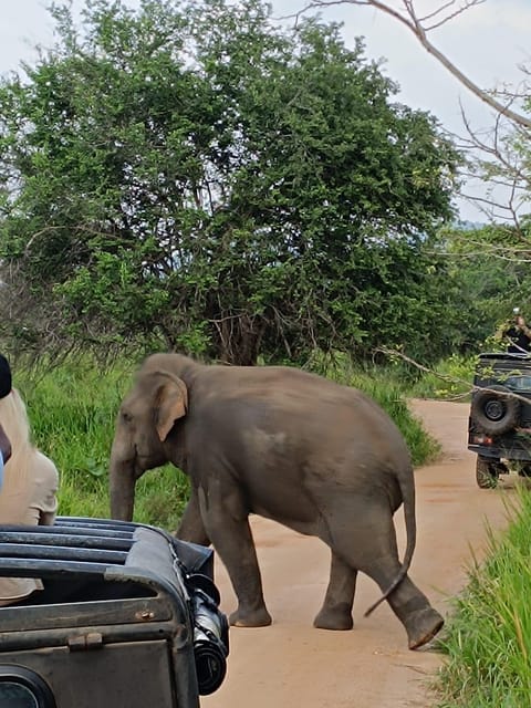 From Colombo: Udawalawe National Park Safari With Lunch - Pickup and Drop-off Locations