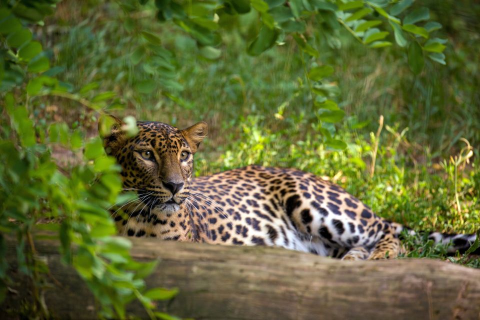 From Colombo : Yala National Park Safari Tour - Tour Itinerary