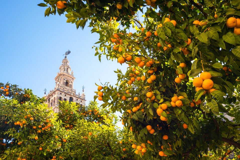 From Costa Del Sol: Seville Day Trip - Itinerary and Highlights