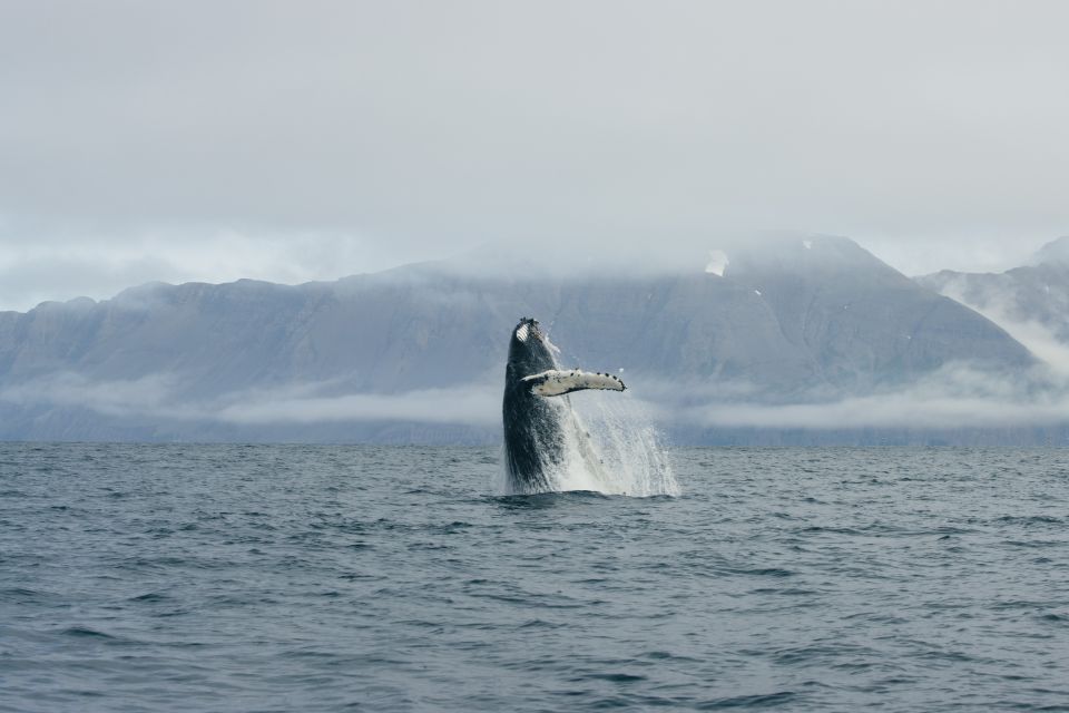 From Dalvik: Arctic Whale Watching in Northern Iceland - Booking Information