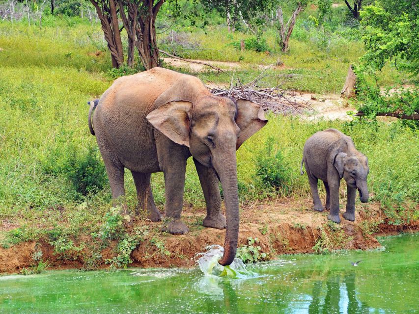 From Ella: All Inclusive Udawalawe National Park Safari - Itinerary Details