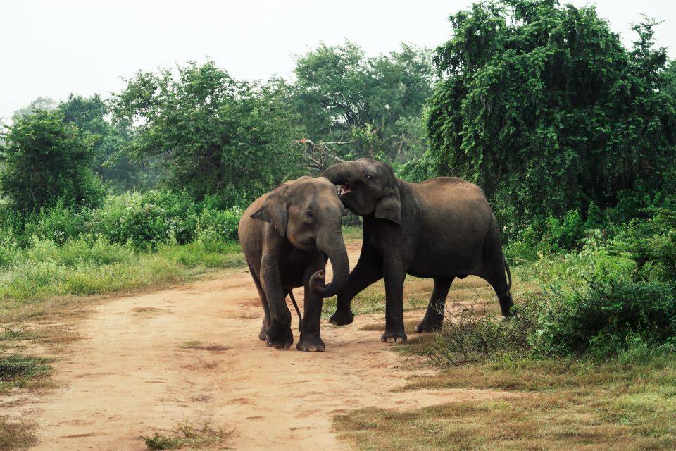 From Ella: Udawalawe Safari With Elephant Transit Home - Itinerary