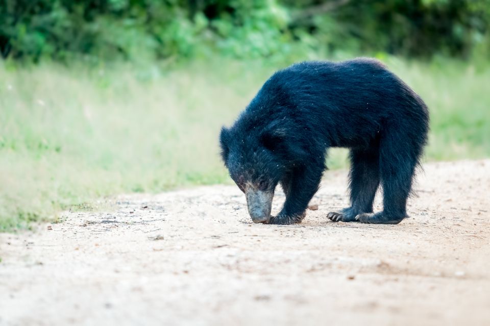 From Ella: Yala National Park Jeep Safari Tour - Itinerary