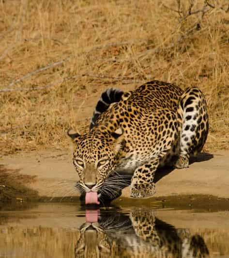 From Ella : Yala National Park Leopard Safari Tour by 4*4 - Safari Experience and Wildlife