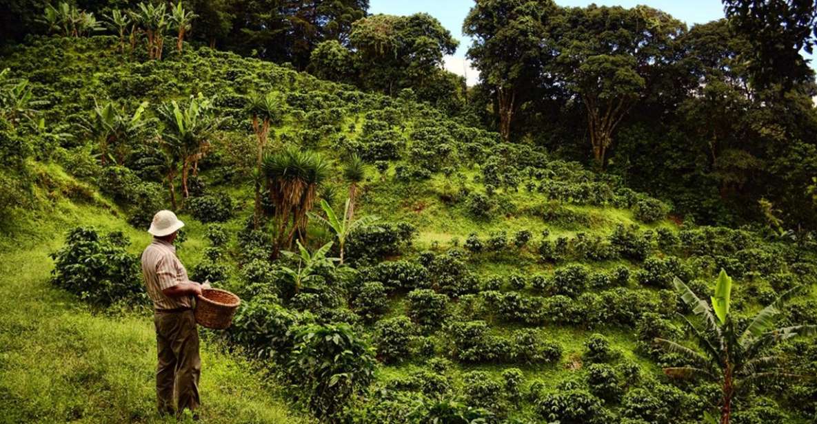 From Farm to Cup: The Ultimate Coffee Tour - The Journey Begins in Medellin