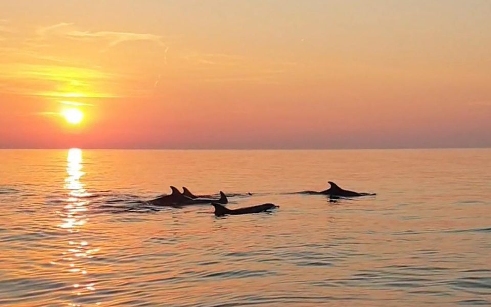 From Fazana: Private Dolphin Search & Sunset Cruise - Experience and Itinerary