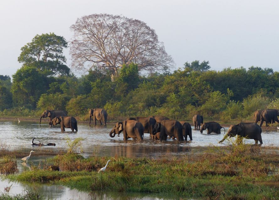 From Habarana or Sigiriya: Minneriya National Park Safari - Wildlife and Flora Highlights