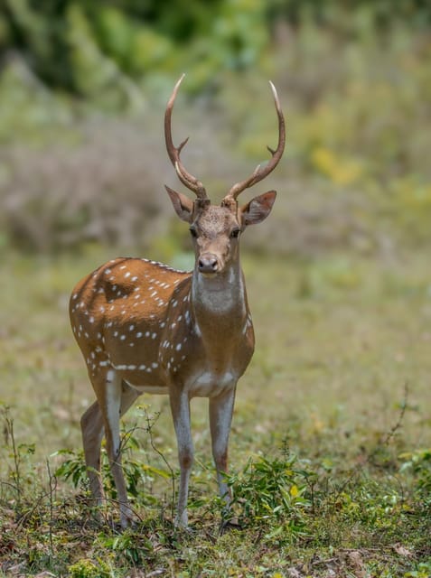 From Hambantota: Lunugamvehera National Park Wild Safari - Safari Experience and Highlights