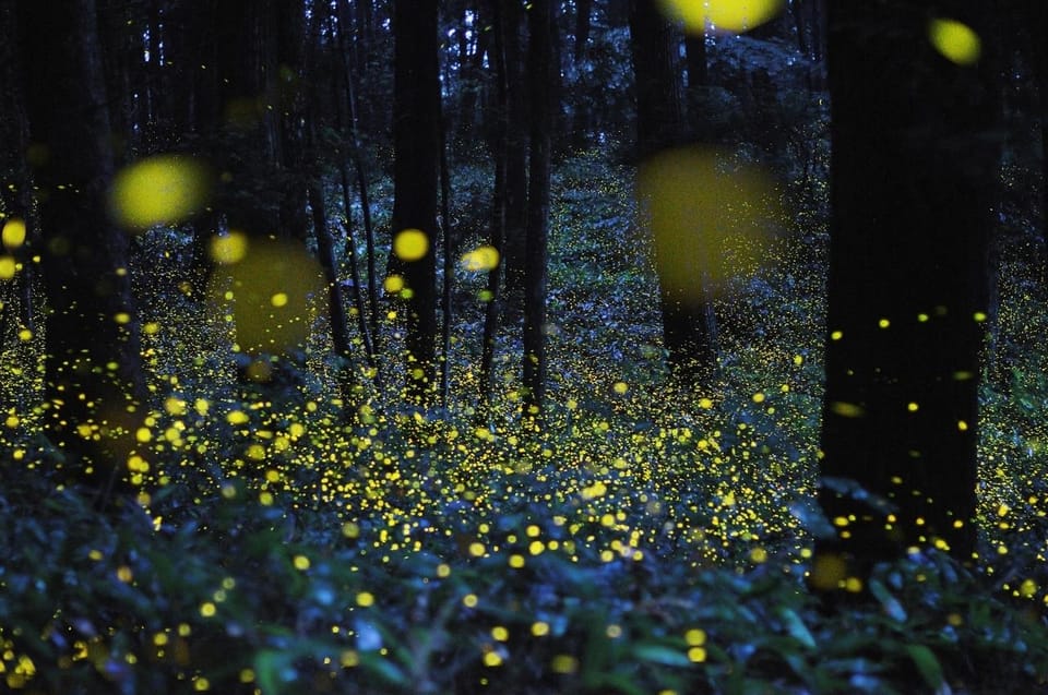 From Hanoi: Adventure In Cuc Phuong Forest & Watch Fireflies - Experience Highlights