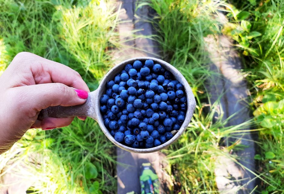 From Helsinki: Berry Picking Day Trip in a National Park - Itinerary and Activities