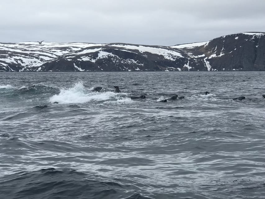 From Honningsvåg: North Cape Private Fishing Boat Trip - Itinerary and Activities