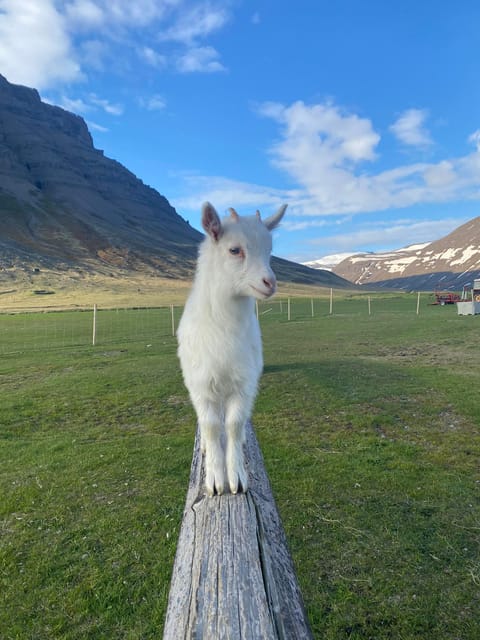 From Isafjordur: The Westjords Great Getaway - Highlights of the Itinerary