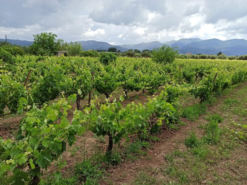 From Kalamata: Wine Tour & Tasting With Optional Lunch - Pricing Details