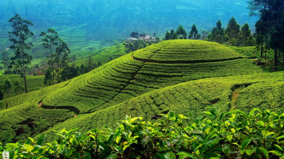 From Kandy To Nuwara Eliya Drop Tour - Private Tour - Nuwara Eliya Experience