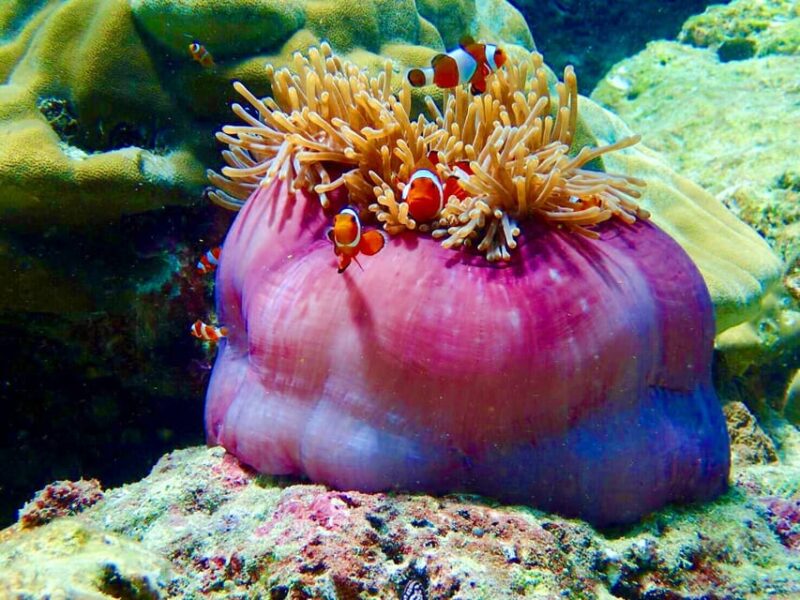 From Ko Libong: Laoliang Islands Private Tour - Activities and Highlights