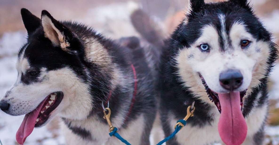 From Krakow: Dogsled Ride in Tatra Mountain - Itinerary Details